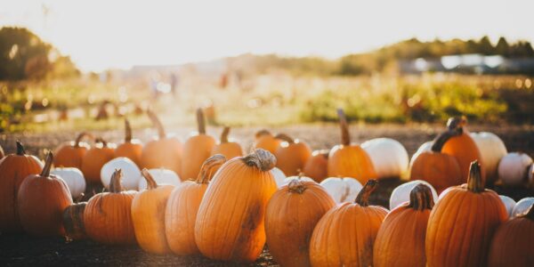 Fall Festival pumpkin patch